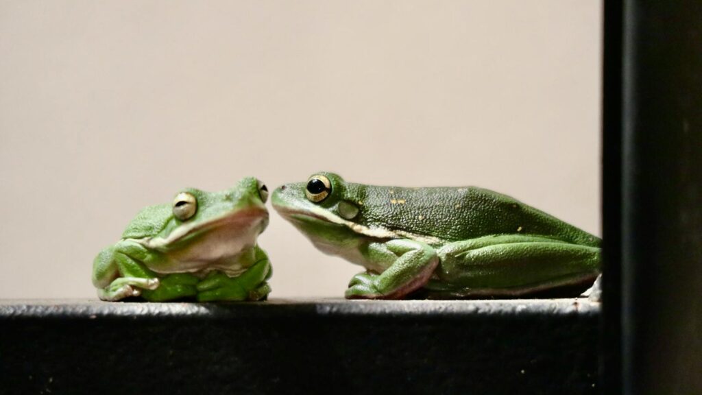 Two vibrant green tree frogs resting closely together, showcasing wildlife interaction.
