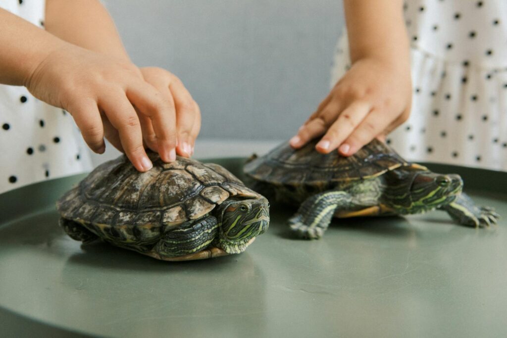 Two children gently handling turtles on a table indoors, focusing on interaction and care.