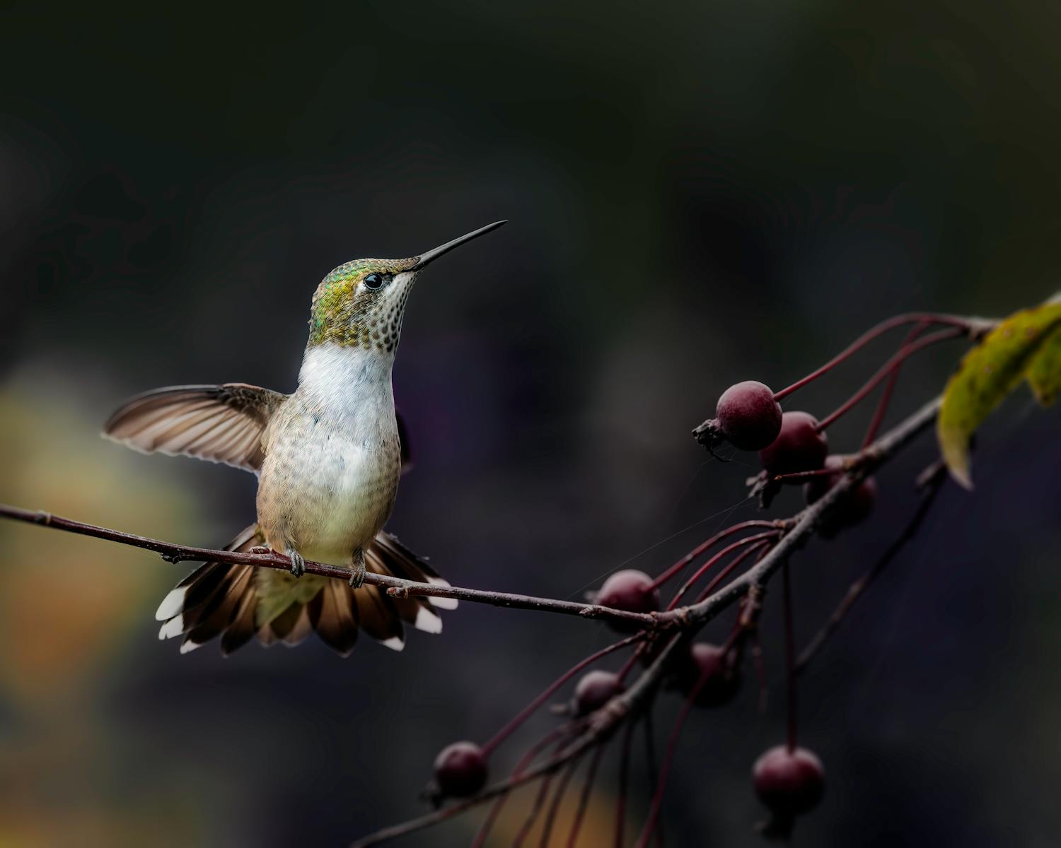 Elegant hummingbird perched on a hawthorn branch with blurred background.