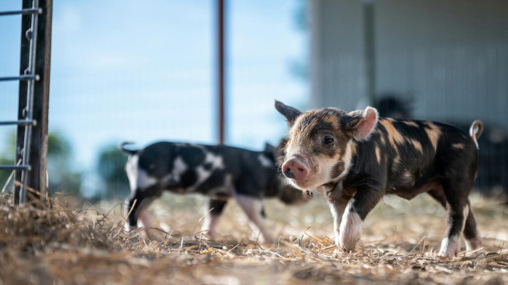 Cute piglets exploring a sunny farmyard on a warm summer day.