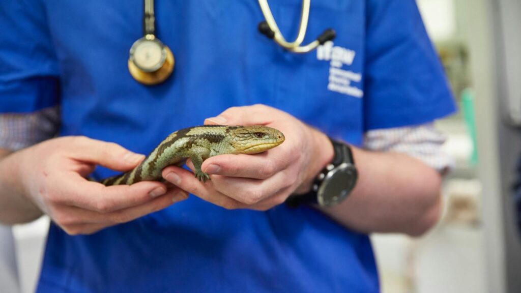 A vet examines a blue-tongued lizard at Bonorong Wildlife Sanctuary, Tasmania.