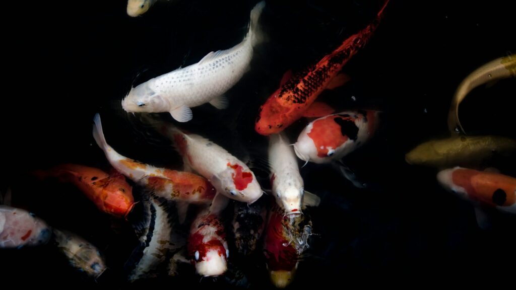School of orange and white koi swimming.