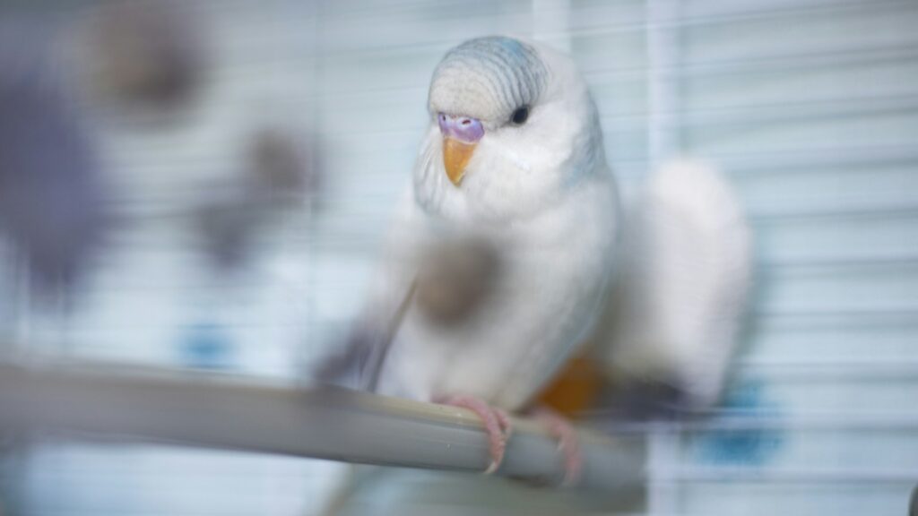 A beautiful white bird sitting on a perch.