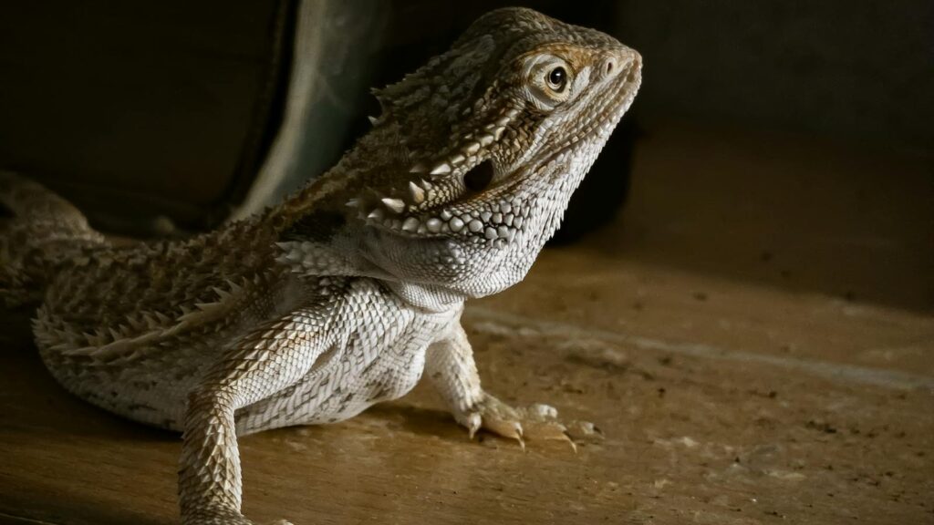 Detailed close-up of a bearded dragon lizard indoors with natural lighting.