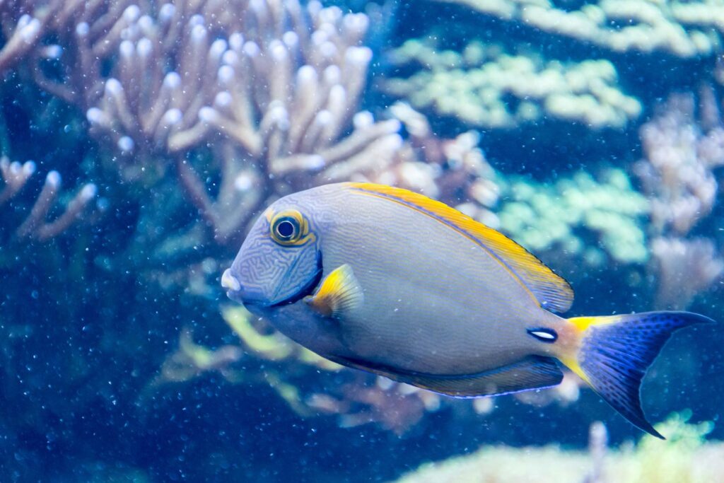 A vivid tang fish swimming gracefully in a vibrant coral reef underwater scene, showcasing marine life beauty.