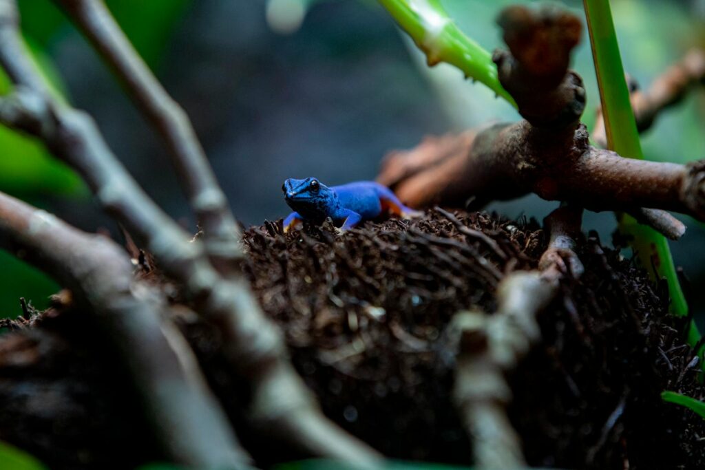 Close-up of a vibrant Electric Blue Gecko (Lygodactylus williamsi) on a tree branch.