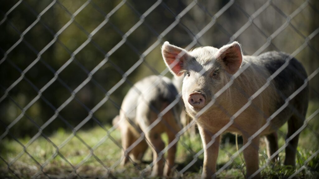 Two white and black pigs behind a fence.