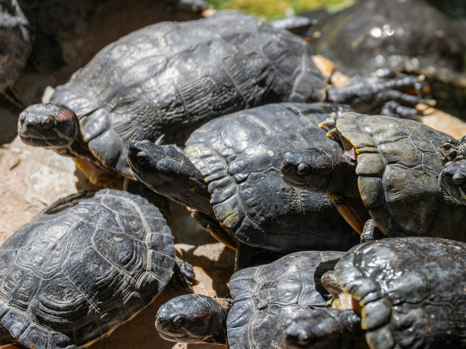 A group of turtles sitting on top of a tree stump
