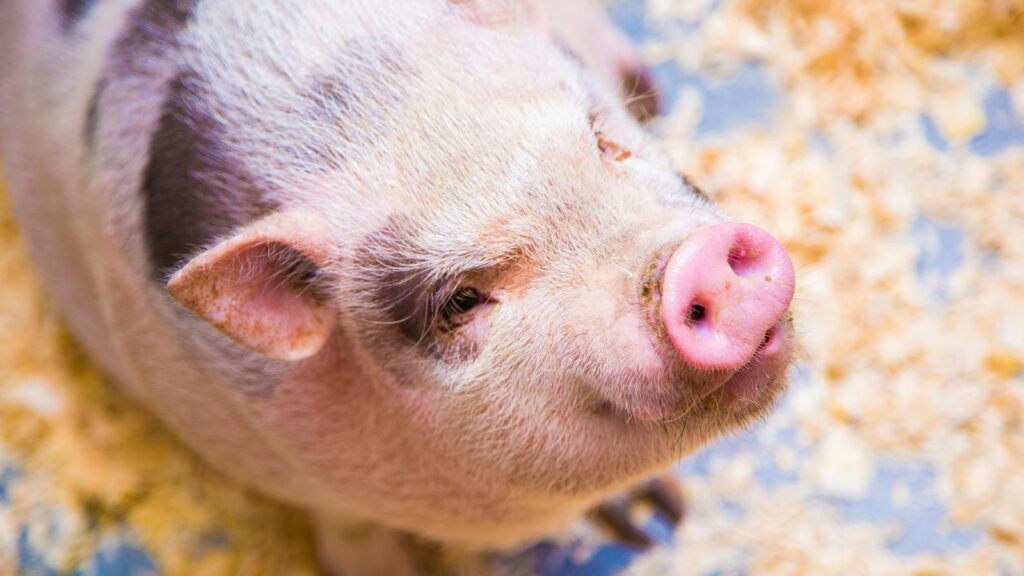 Cute piglet on a bed of straw, showcasing its adorable features and curious nature.