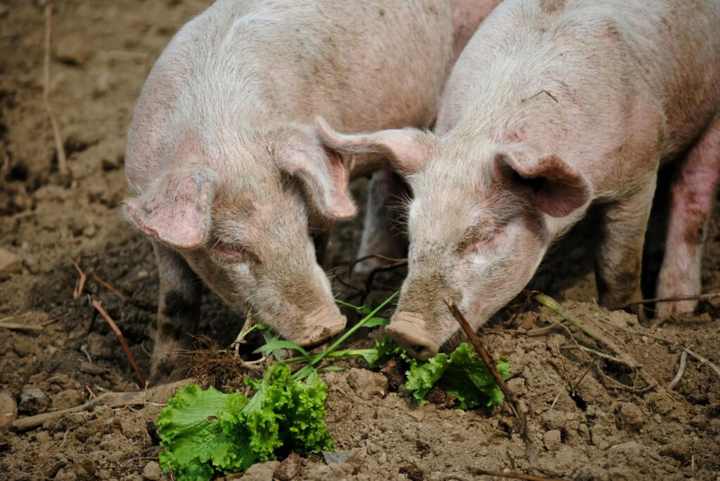 From above of cute pigs sniffing fresh green leaves while grazing in rural area on sunny day