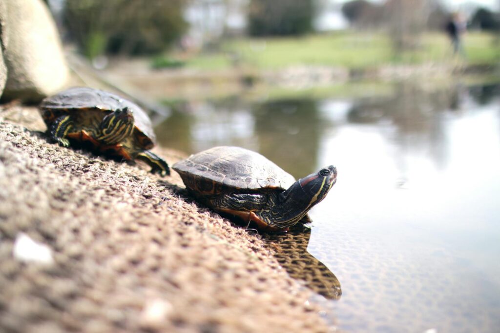 A peaceful scene of two turtles resting near a pond, enjoying the sunlight.