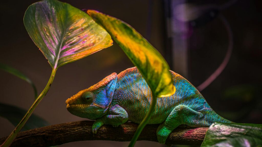 A colorful chameleon resting on a branch surrounded by lush leaves.