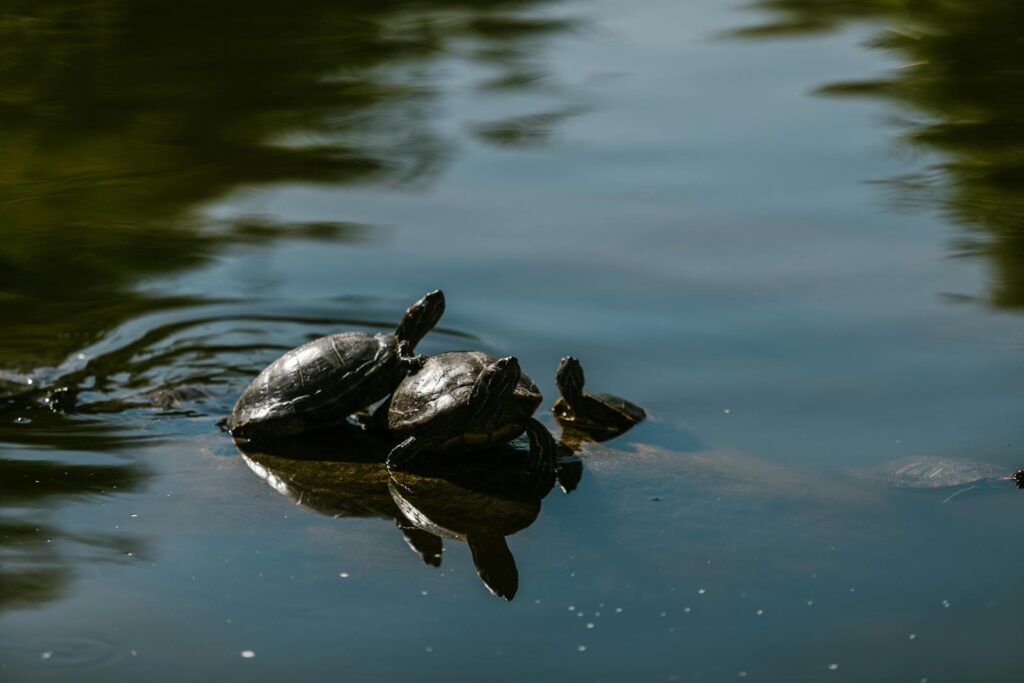 Red-eared slider turtles basking on a rock in a serene pond under sunlight.