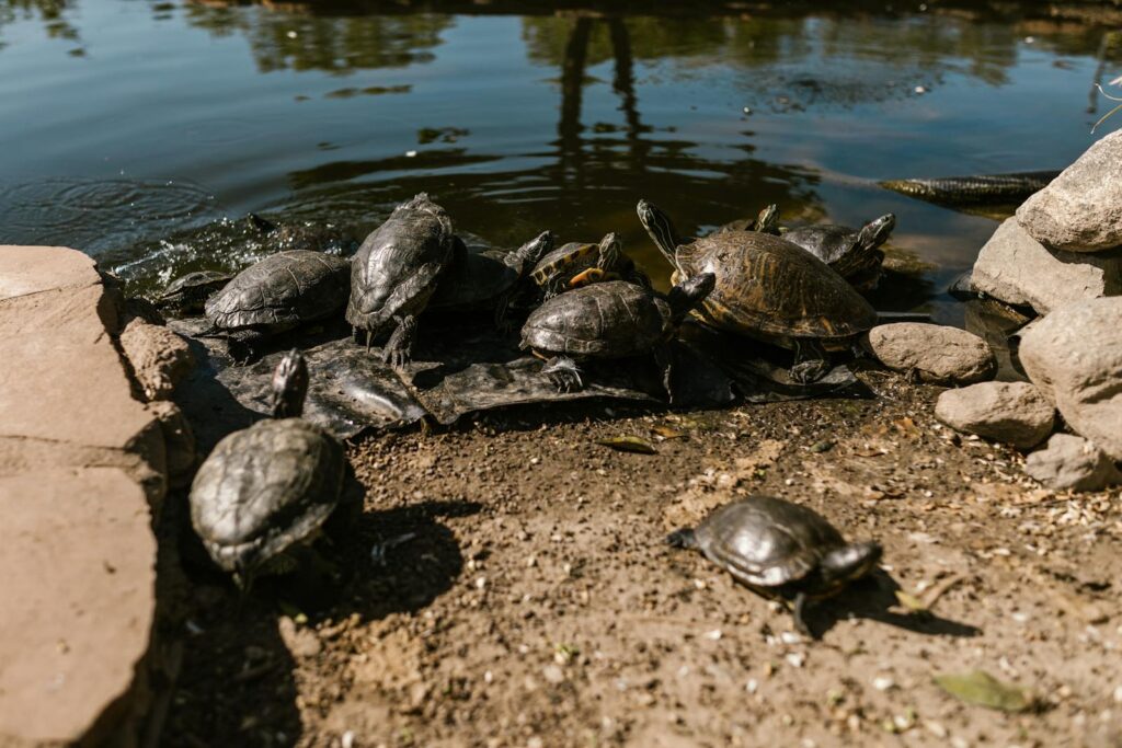 Turtles basking in the sunlight by the edge of a serene pond, surrounded by rocks.