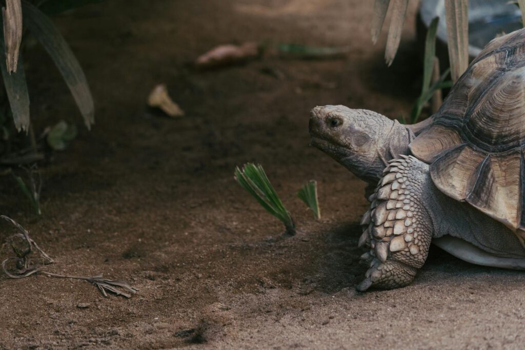 Detailed view of a tortoise on sandy terrain with a natural backdrop.