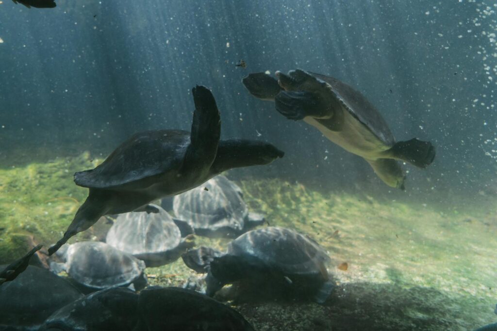 Turtles gracefully swimming underwater, showcasing natural grace and beauty.