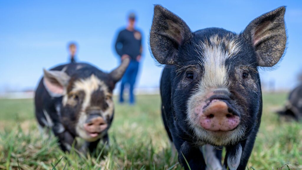 Domestic black mini pigs with spots grazing on green grass in farmland against blurred people in daytime.