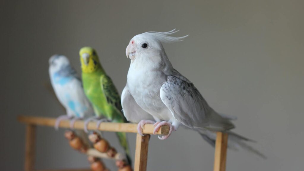 Close-up of three colorful parrots perched indoors on a wooden stand.