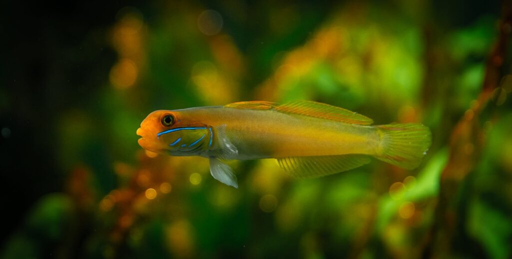 Close-up of an orange jawfish gliding through lush aquatic vegetation.