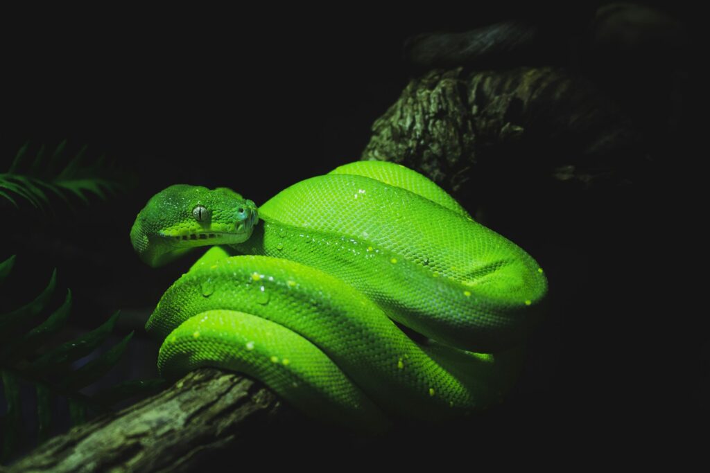 green snake on brown tree branch
