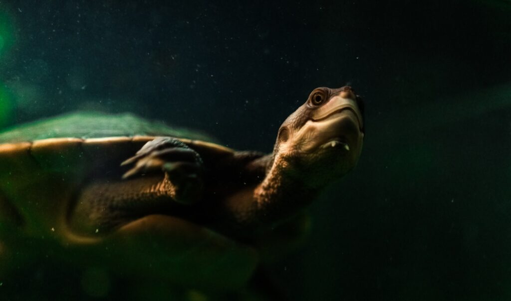 A close up of a turtle with a green light in the background