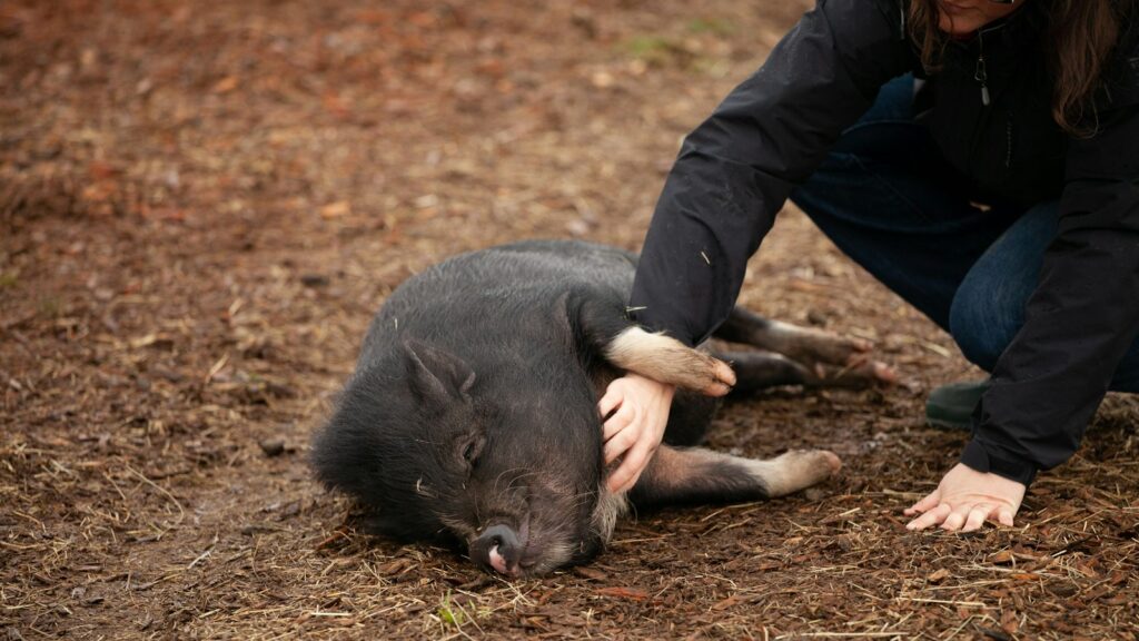 A relaxed pig enjoying a belly rub from a person wearing a black jacket.