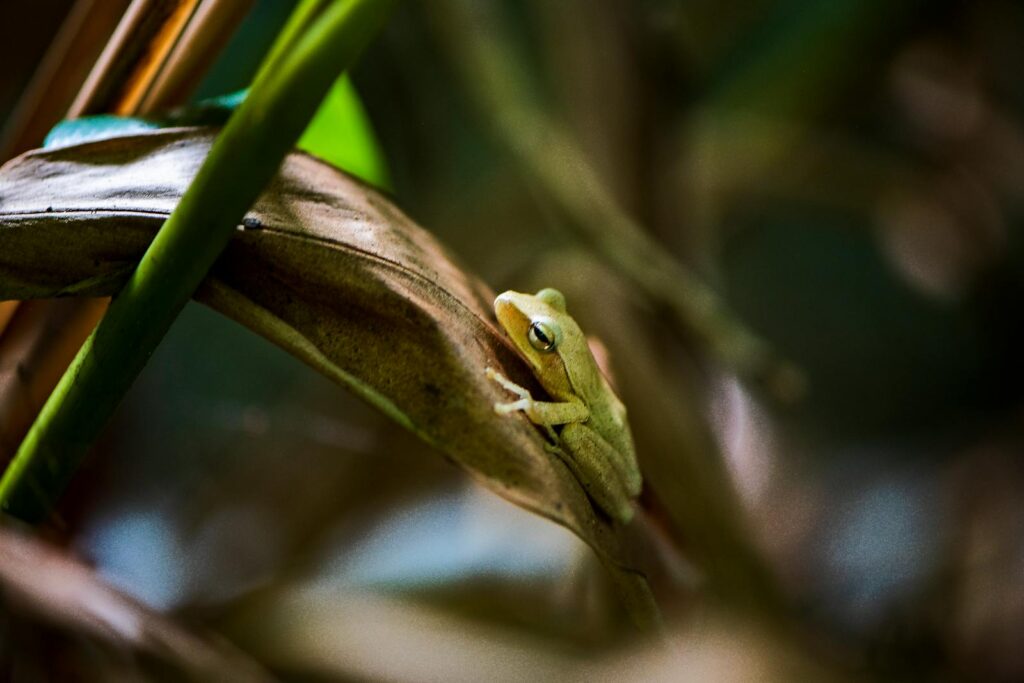 A detailed close-up of a frog resting on a leaf, featuring rich textures and natural colors.