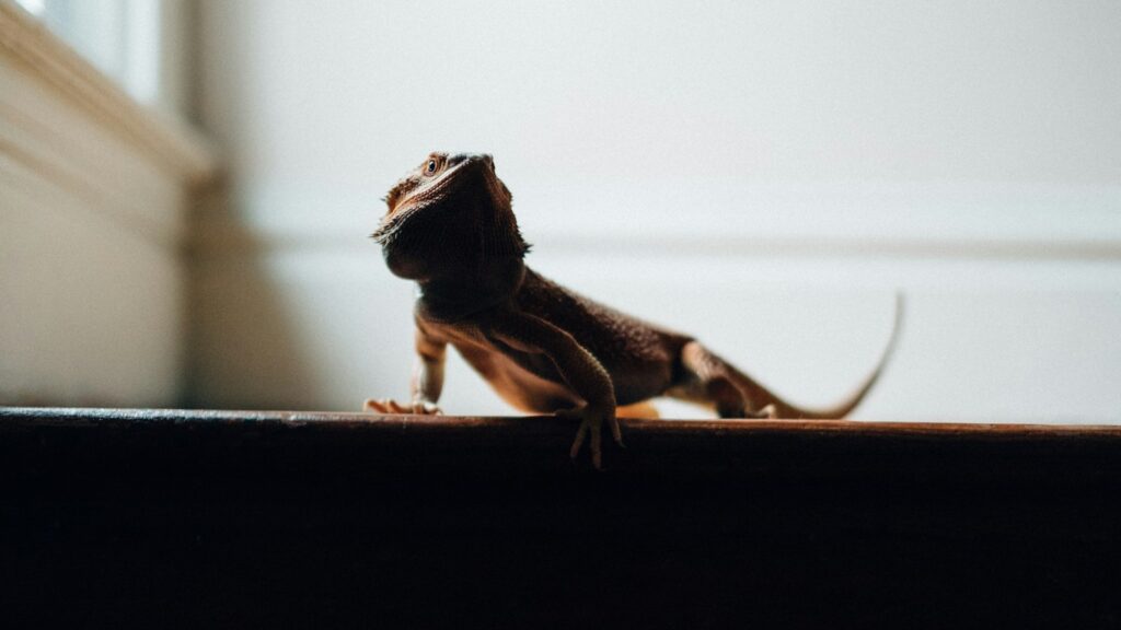 Pogona looking up near white wall.