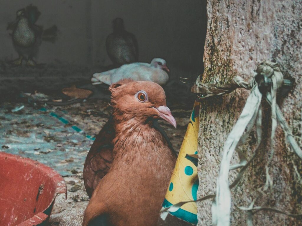 Captivating close-up of a brown pigeon inside a rustic birdhouse with blurred background.