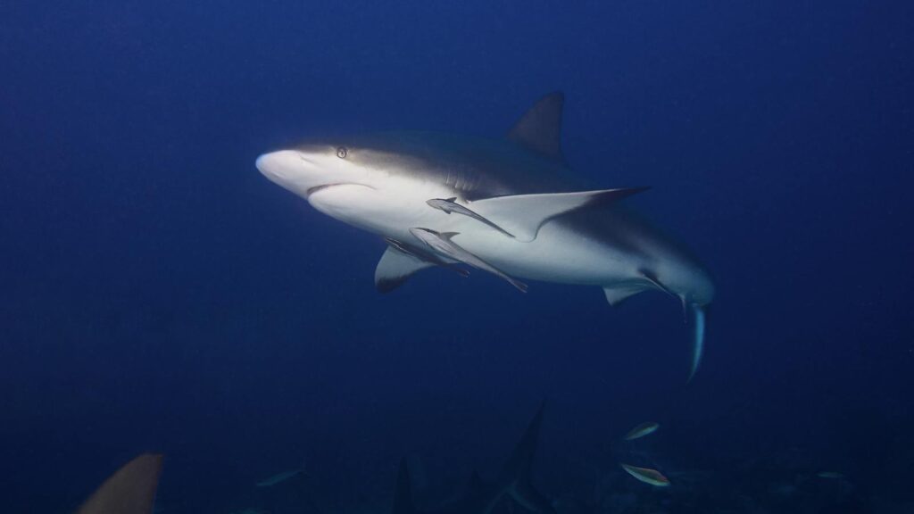 Close-up of a bull shark swimming in the deep blue ocean, showcasing marine wildlife.