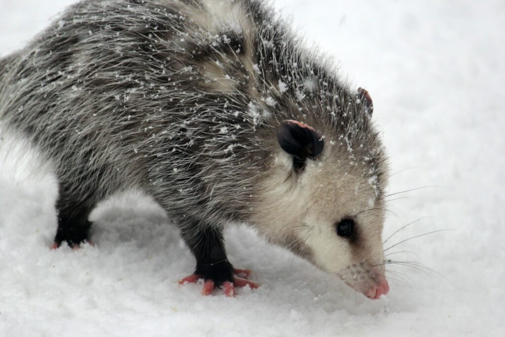 a porcupine in the snow looking for food
