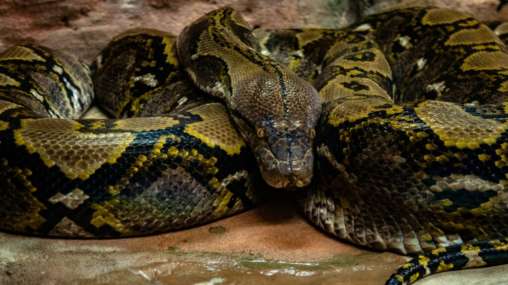 Reticulated python snake with patterned scales coiled on rocky floor.