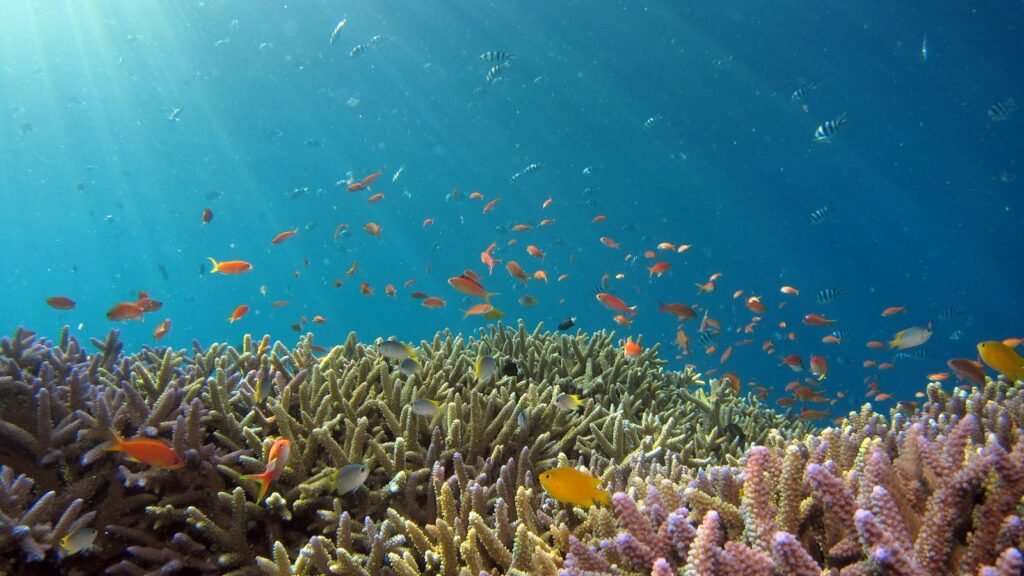 School of fish in body of water with beautiful coral reef.