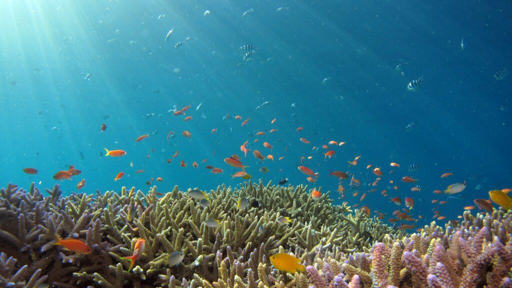 A school of fish in a body of water.
