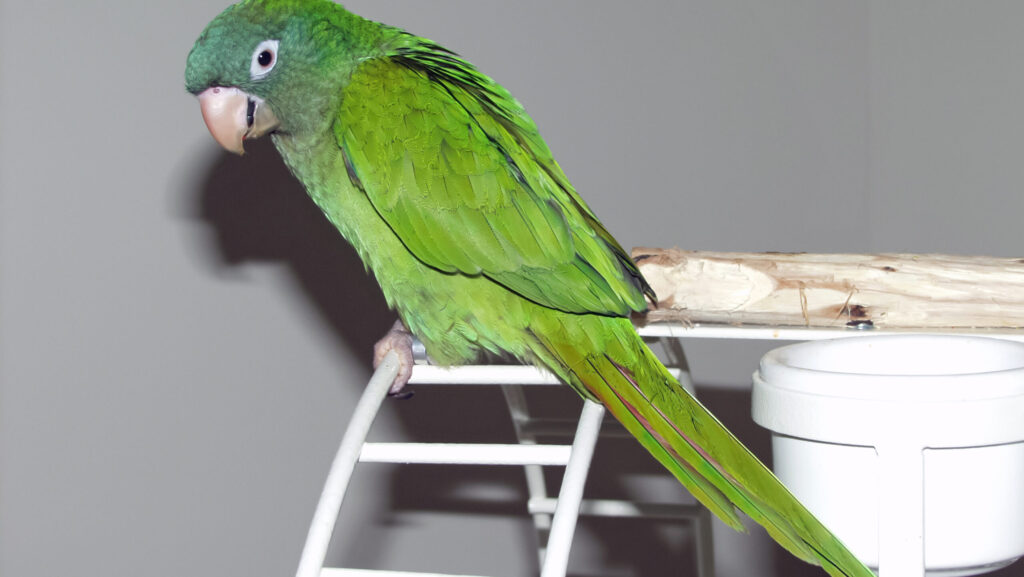 Green parrot sitting on a perch indoors.