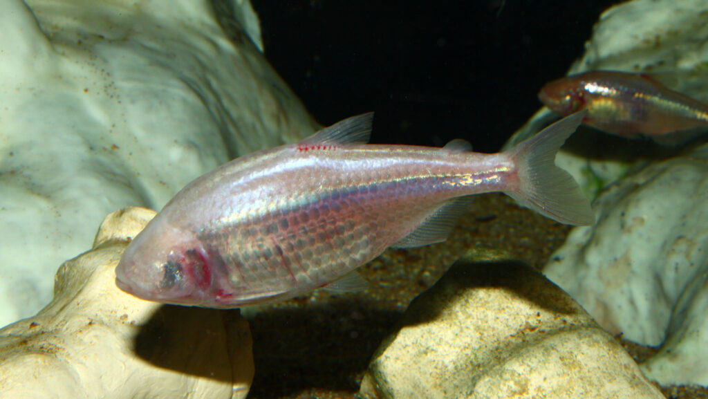 A close-up of a Mexican tetra, a blind cavefish, swimming in a dark cave environment.