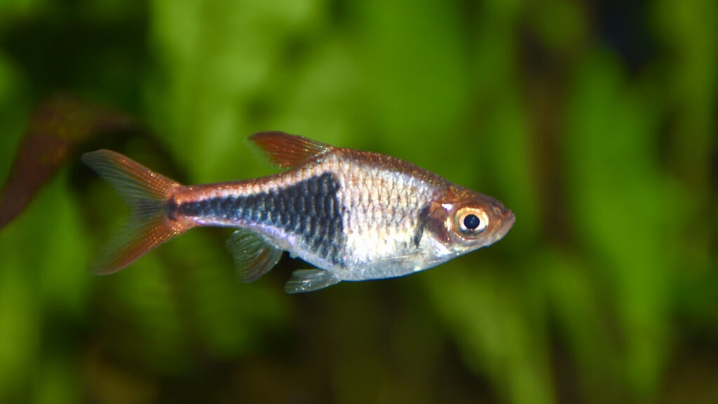 A small, silver fish with a distinctive black wedge-shaped marking on its body.
