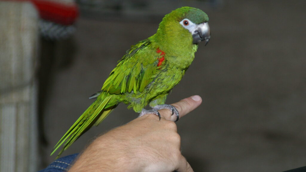 Beautiful parrot perched on a person's finger, demonstrating trust and interaction between bird and owner in a close-up, indoor setting.