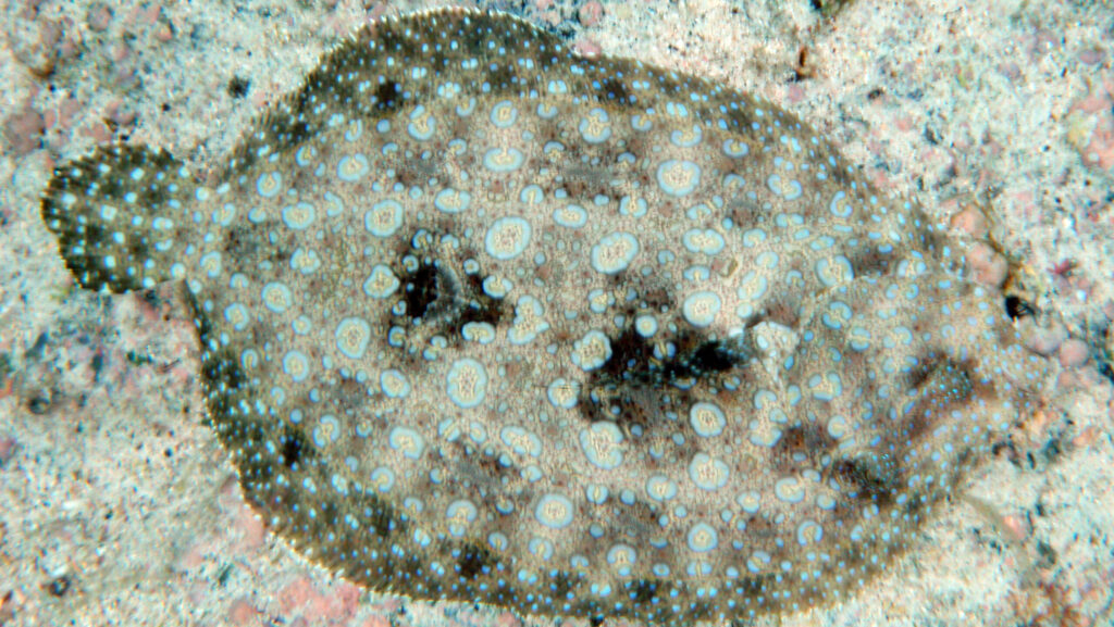Close-up of a flounder, showcasing its camouflage and flat body shape.
