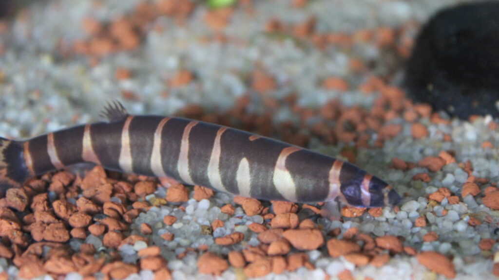 A Kuhli Loach with brown and yellow stripes swimming near red gravel.