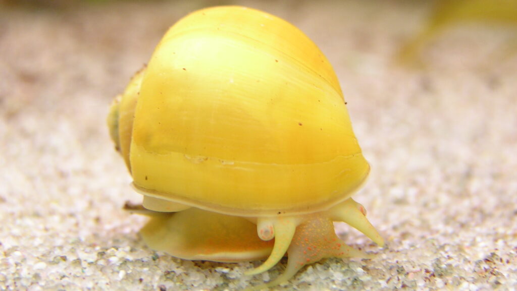 A snail with a bright yellow shell and a light-colored body on a sandy surface.