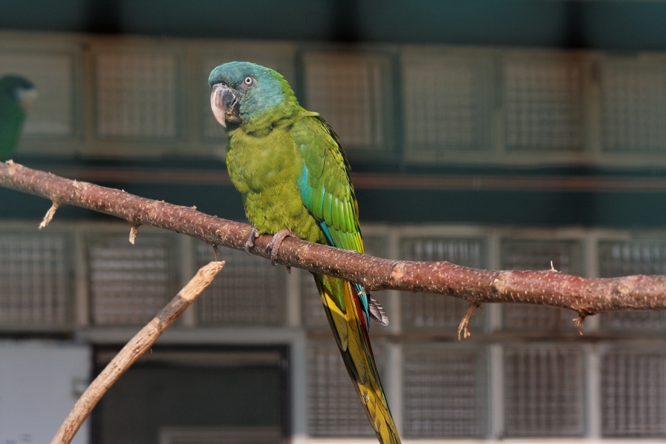 Blue-headed Macaw (also known as Coulon's Macaw)