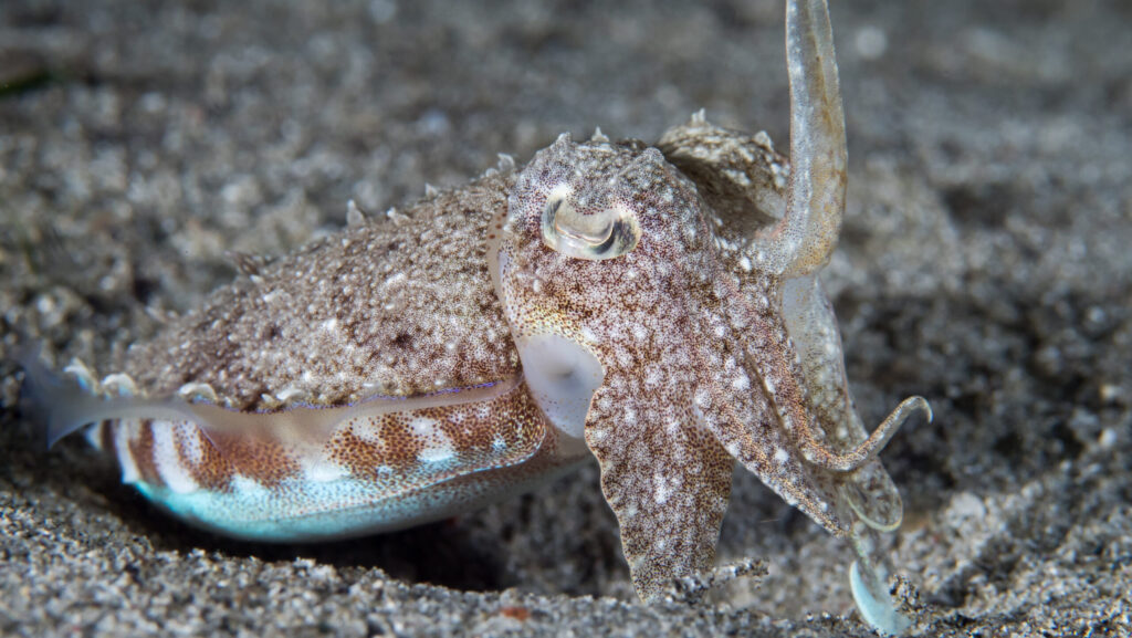 A Pharaoh cuttlefish using its camouflage abilities on a muddy seabed.