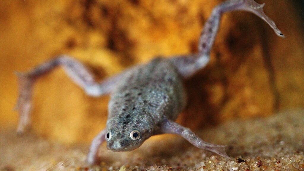 A small, grey African Dwarf Frog with long legs and webbed feet, swimming near the sandy bottom of an aquarium.