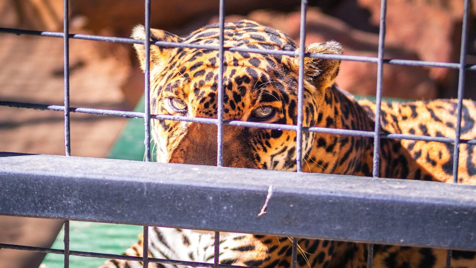 Leopard in a cage during daytime.