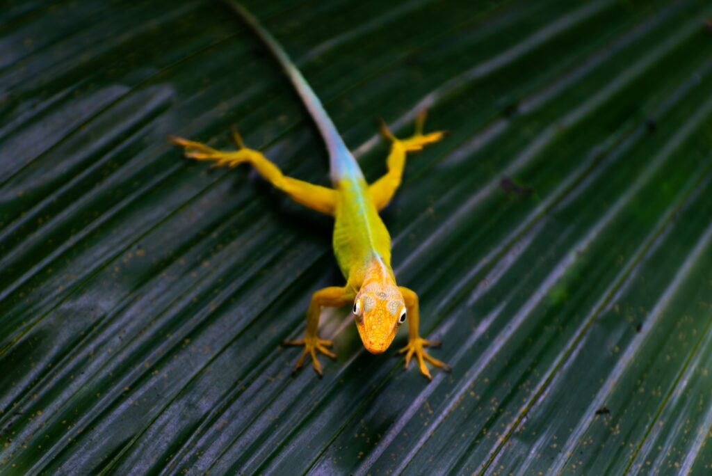 A yellow and blue lizard sitting on top of a green leaf