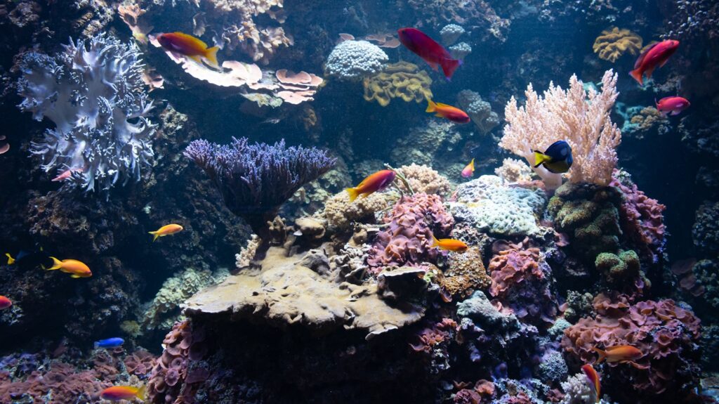 Underwater photography of fish and corals.