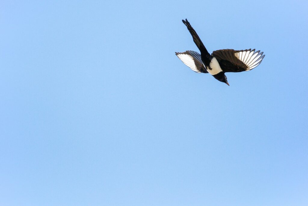 photo of black and white flying bird