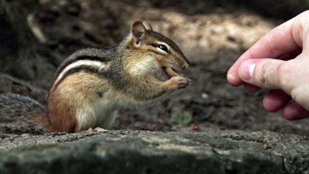 Brown and white squirrel on a gray rock.