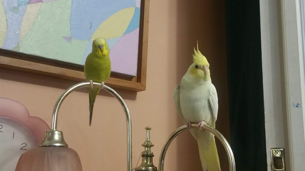Green parakeet and yellow-crested cockatiel perched on lamp stands inside a home.